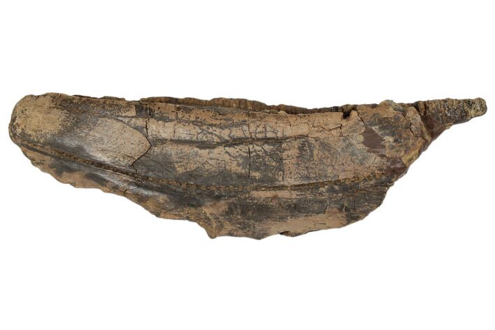 14.6" Hadrosaur (Edmontosaurus) Maxilla - South Dakota